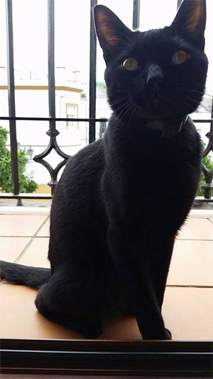 Clínica Veterinaria Puebla del Río gato negro